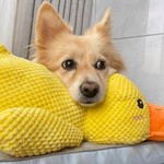 TopikaPet -Durable Yellow Duck Dog Toy for Aggressive Chewers with Squeaker