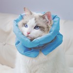 Topika Cat Cone Collar, Soft Adjustable Recovery Donut for Cats and Kittens