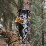 TopikaPet-Waterproof Dog Shoes, Reflective Straps, Anti-Slip Rubber Sole