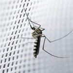 TopikaKids - Hanging Mosquito Net for Bed, Hooks&Nails, Large Bed Canopy