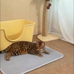 Topika Cat Litter Trapping Mat, Double-Layer Honeycomb Top Anti-Slip Bottom