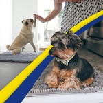 Topika Super Absorbent Non-Slip Washable Microfiber Dog Door Mat Pet Rug