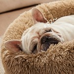 Topika Calming Plush Donut Pet Bed for Small and Medium Dogs
