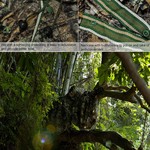 Topika Ghillie Poncho Camo Hunting Suit, 3D Leafy Camouflage Hooded Cape